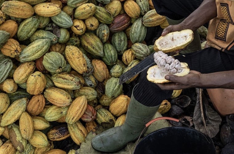 04/07/23   Le cacao atteint son plus haut niveau en 13 ans alors que la maladie ravage les cultures de lAfrique de lOuest 